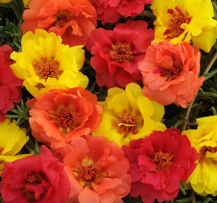 İpek%20Çiçeği%20Tohumu%20(%20Katmerli%20Çok%20Çiçekli%20)%20Turuncu%20Renkli%20-%2040%20Tohum