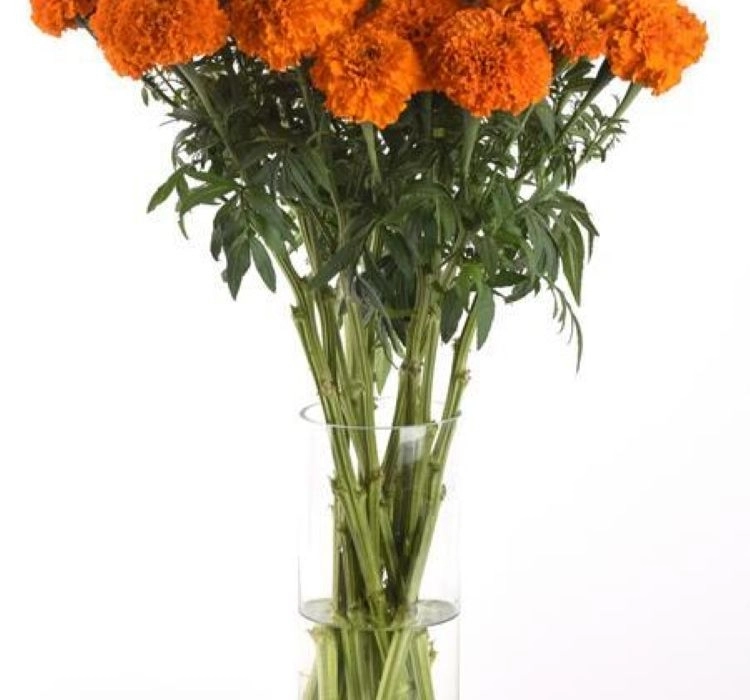 Kadife%20Uzun%20Antik%20Seri%20Turuncu%20Renk%20–%20Saksılık%2010%20Tohum