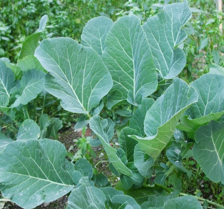 LAHANA%20KARADENİZ%20(%20ÇOKLU%20TOHUM%20)%20-%205%20Gram