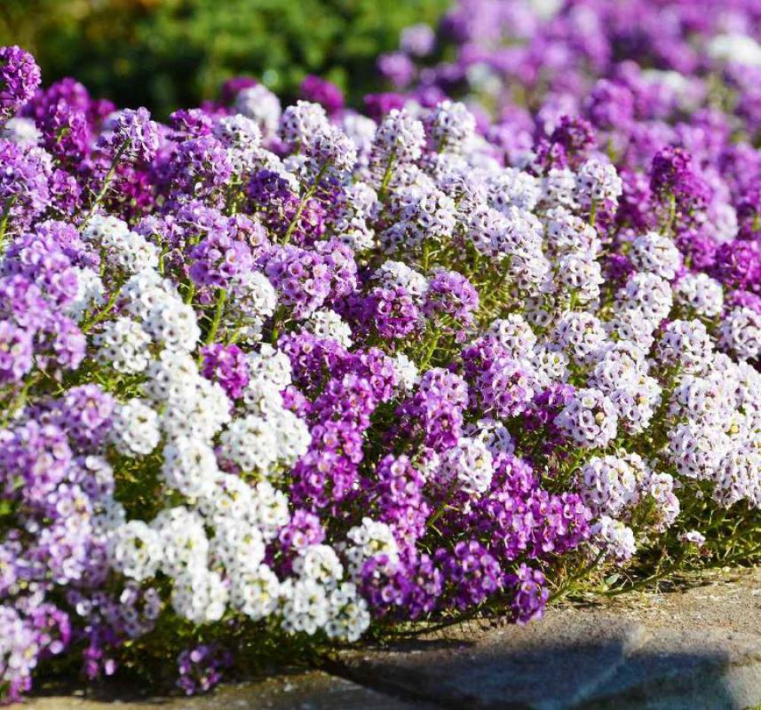 Karışık%20Alyssum%20Kraliyet%20Halısı%20F1%20Tohumu%20(%20100%20Tohum%20)