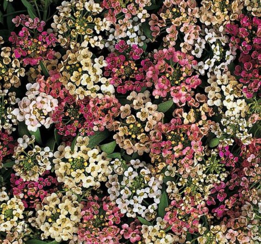 Karışık%20Alyssum%20Kraliyet%20Halısı%20F1%20Tohumu%20(%20100%20Tohum%20)