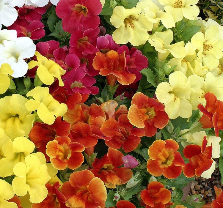 Karışık%20Mimulus%20Misk%20Çiçeği%20F1%20Tohumu%20(%2010%20Tohum%20)