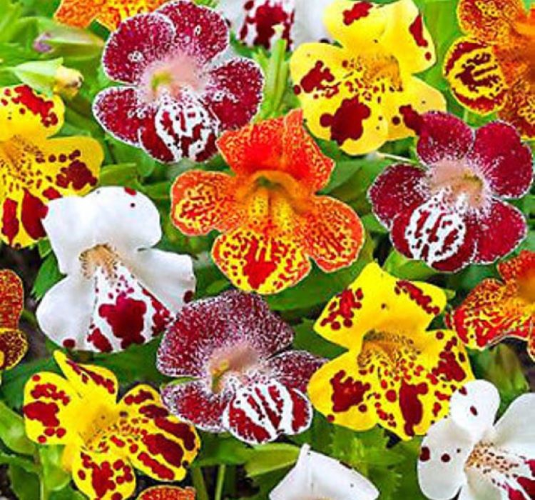 Karışık%20Mimulus%20Misk%20Çiçeği%20F1%20Tohumu%20(%2010%20Tohum%20)