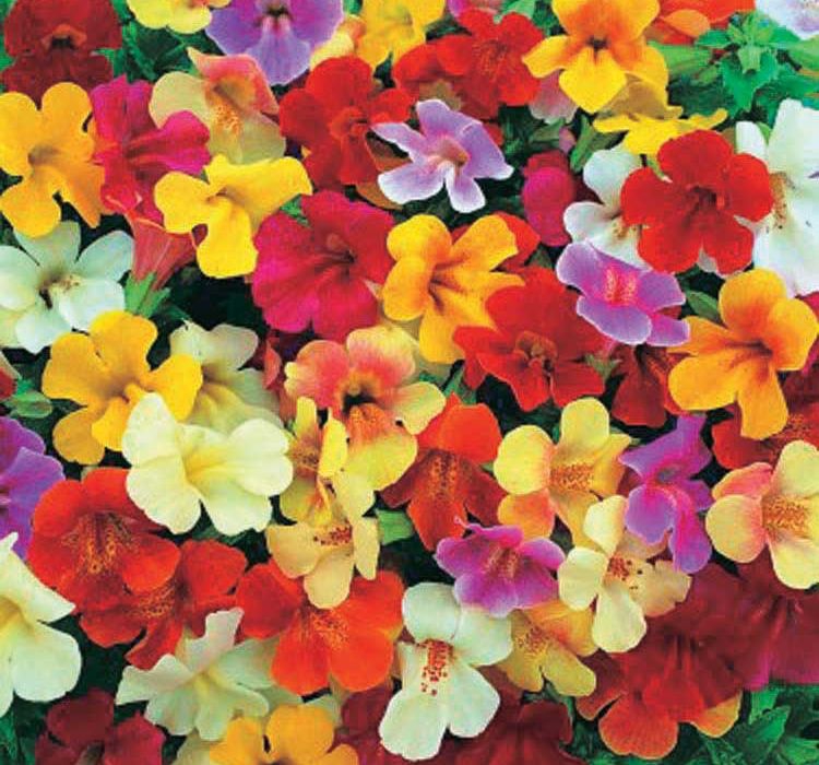 Karışık%20Mimulus%20Misk%20Çiçeği%20F1%20Tohumu%20(%2030%20Tohum%20)