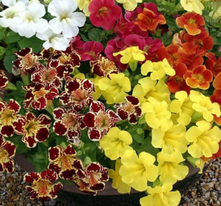 Karışık%20Mimulus%20Misk%20Çiçeği%20F1%20Tohumu%20(%2010%20Tohum%20)