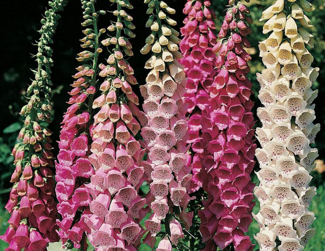 Foxglove