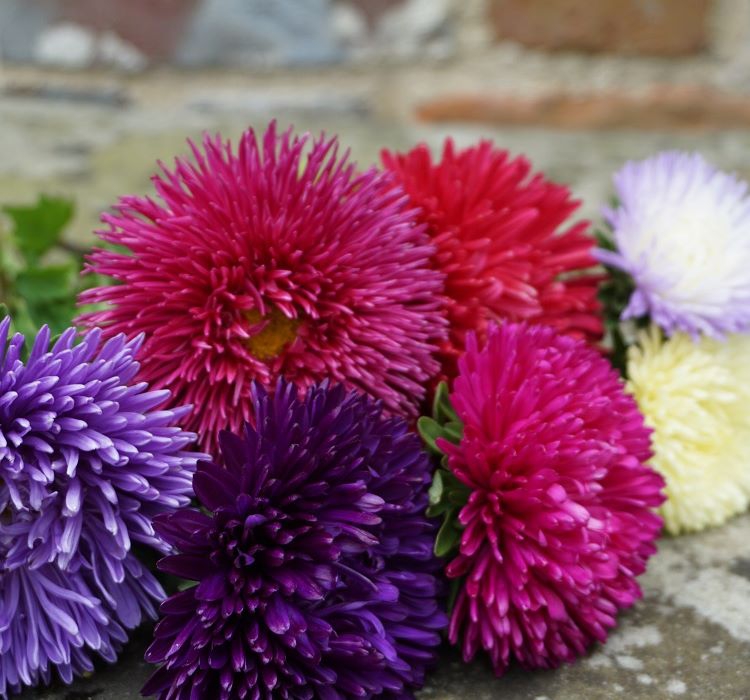 Aster%20Kasımpatı%20(%20Krizantem%20)%20Burgundy%20Renkli%20-%2020%20Tohum