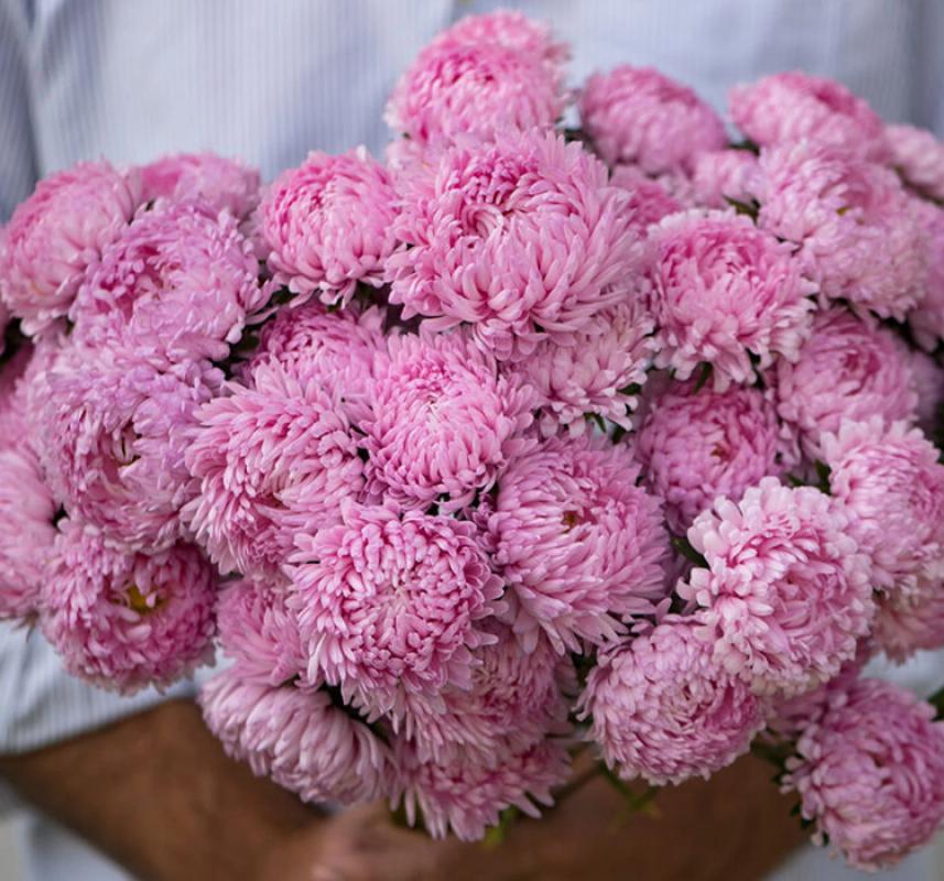 Aster%20Kasımpatı%20(%20Krizantem%20)%20Pembe%20Renkli%20-%2020%20Tohum