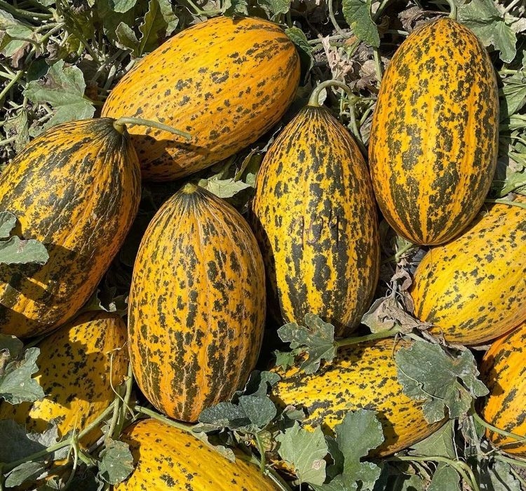 KAVUN%20KIRKAĞAÇ%20(%20ÇOKLU%20TOHUM%20)%20-%205%20Gram
