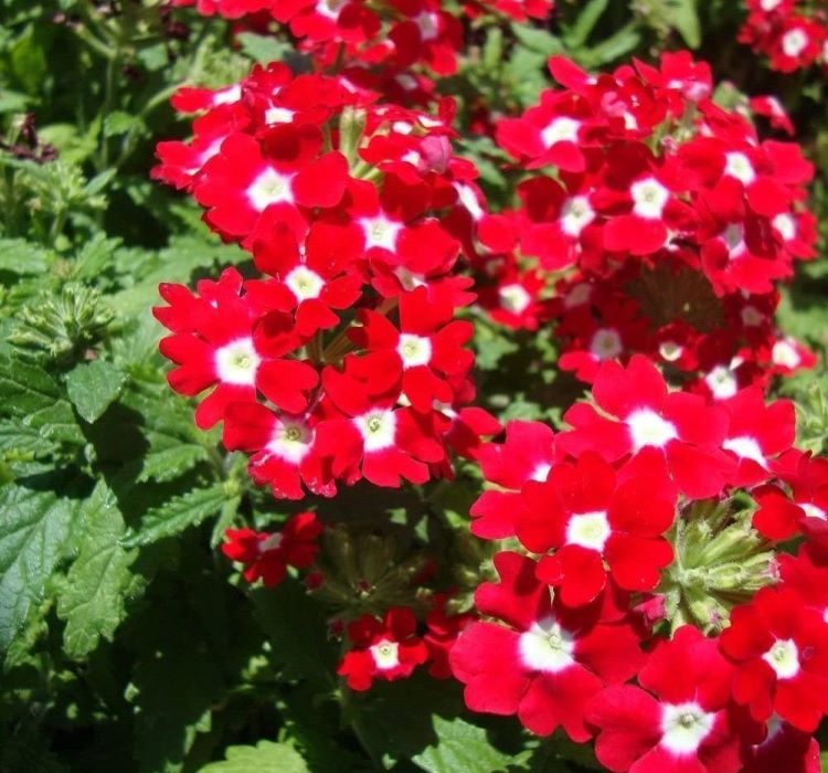 Kırmızı Beyaz Mine Çiçeği F1 Tohumu ( 20 Tohum )