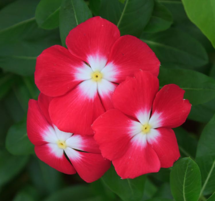 Kırmızı Nokta Rozet Çiçeği F1 Tohumu ( 40 Tohum )