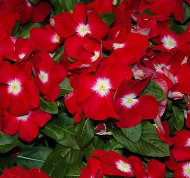 Kırmızı Nokta Rozet Çiçeği F1 Tohumu ( 40 Tohum )