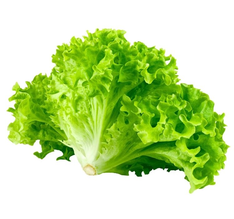 KIVIRCIK%20MARUL%20(%20ÇOKLU%20TOHUM%20)%20-%205%20Gram