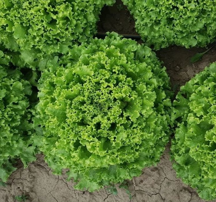 KIVIRCIK%20MARUL%20(%20ÇOKLU%20TOHUM%20)%20-%205%20Gram