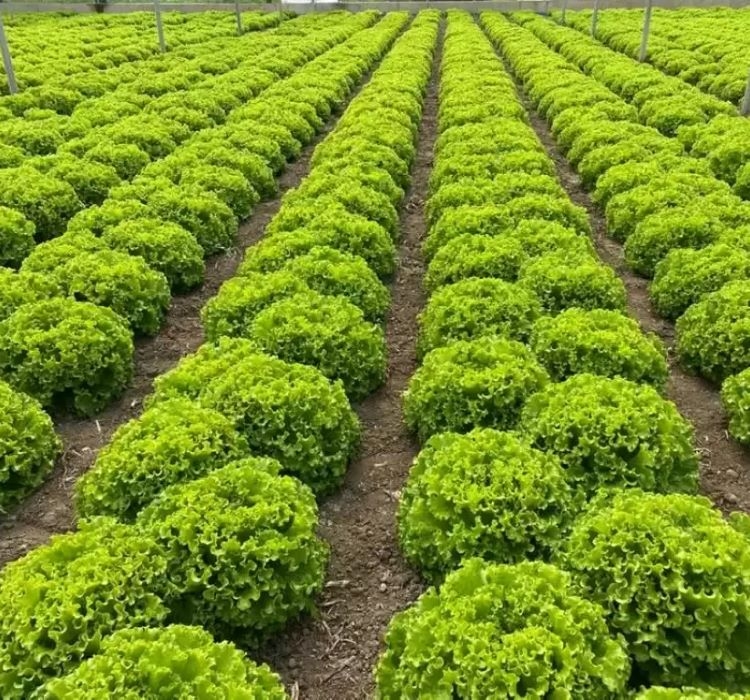 KIVIRCIK%20MARUL%20(%20ÇOKLU%20TOHUM%20)%20-%205%20Gram