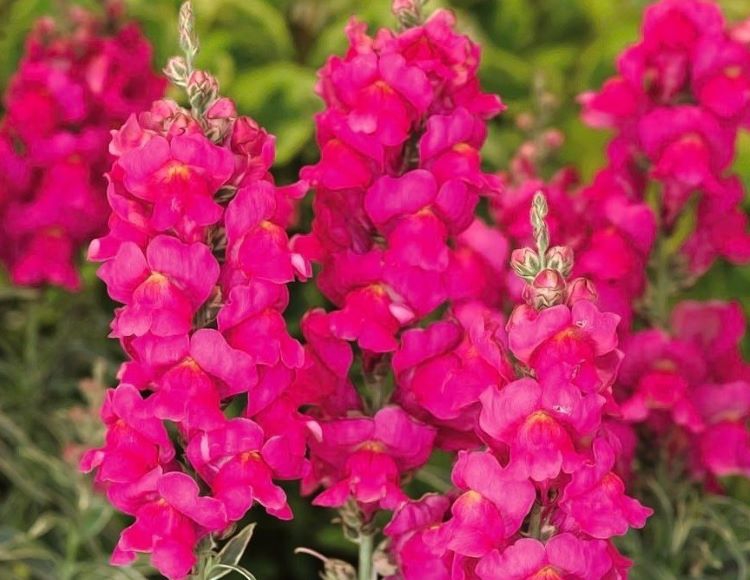 Koyu%20Pembe%20Renk%20Uzun%20Boylu%20Özel%20Aslan%20Ağzı%20(%2010%20Tohum%20)