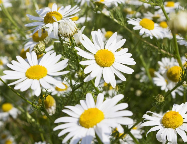 Krizantem%20Kır%20Papatyası%20(%20+100%20Tohum%20)%20-%20Miracle