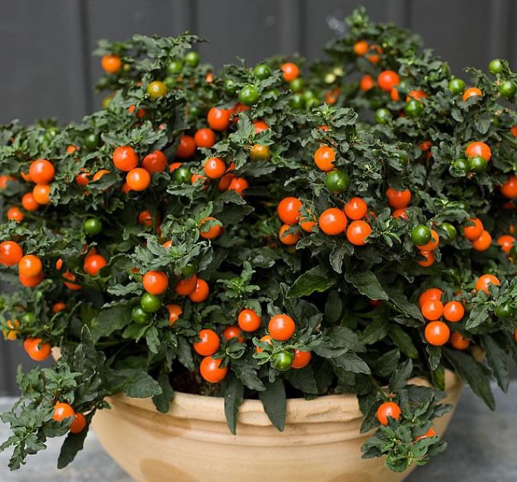 Solanum%20Kudüs%20Kirazı%20Tohumu