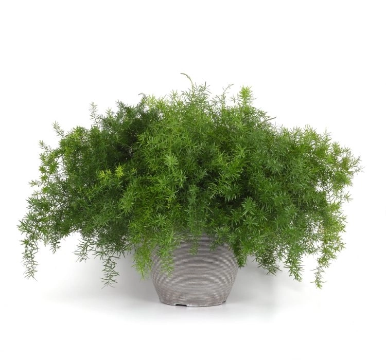 Kuşkonmaz%20Çiçek%20Seri%20-%20Saksılık%2010%20Tohum