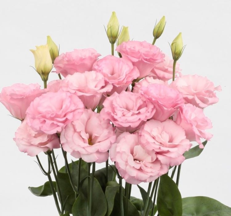 Lisianthus%20Tohumu%20(%20Lale%20Gül%20)%20İri%20Çiçek%20Serisi%20-%20AÇIK%20PEMBE (%205%20Tohum%20)