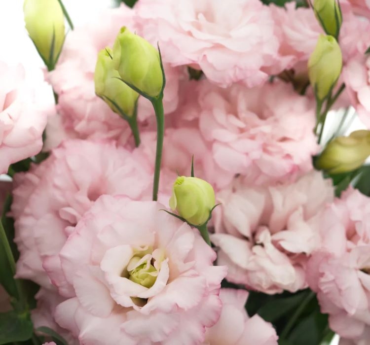 Lisianthus%20Tohumu%20(%20Lale%20Gül%20)%20İri%20Çiçek%20Serisi%20-%20AÇIK%20PEMBE (%205%20Tohum%20)