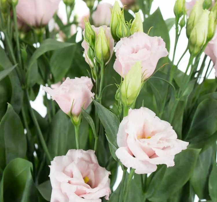 Lisianthus%20Tohumu%20(%20Lale%20Gül%20)%20İri%20Çiçek%20Serisi%20-%20AÇIK%20PEMBE (%205%20Tohum%20)