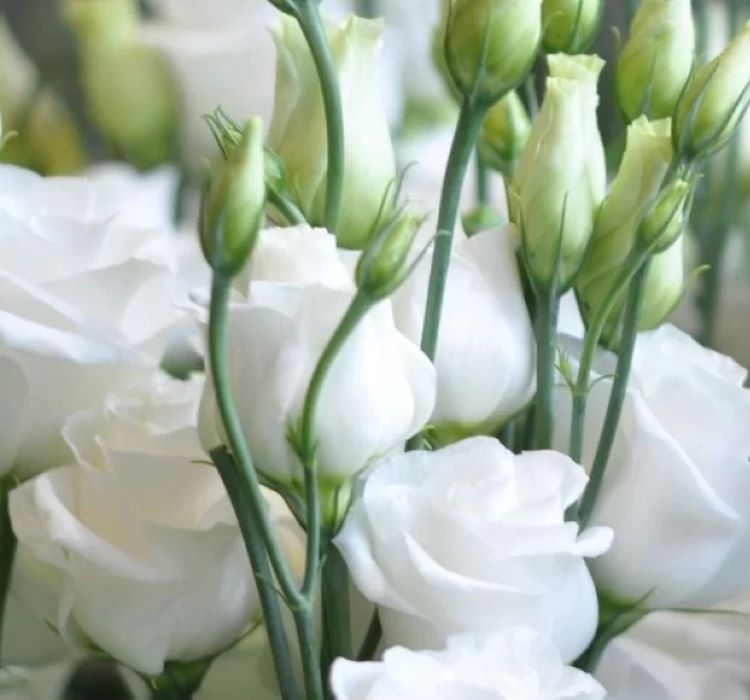 Lisianthus%20Tohumu%20(%20Lale%20Gül%20)%20İri%20Çiçek%20Serisi%20-%20BEYAZ%20(%205%20Tohum%20)