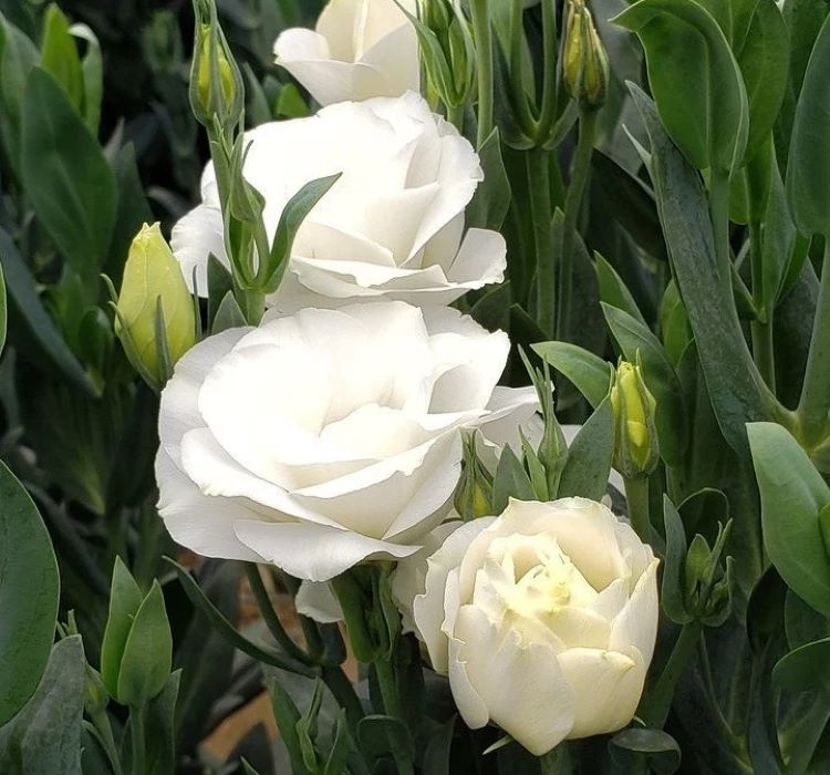 Lisianthus%20Tohumu%20(%20Lale%20Gül%20)%20İri%20Çiçek%20Serisi%20-%20BEYAZ%20(%205%20Tohum%20)