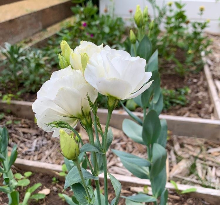 Lisianthus%20Tohumu%20(%20Lale%20Gül%20)%20İri%20Çiçek%20Serisi%20-%20BEYAZ%20(%205%20Tohum%20)