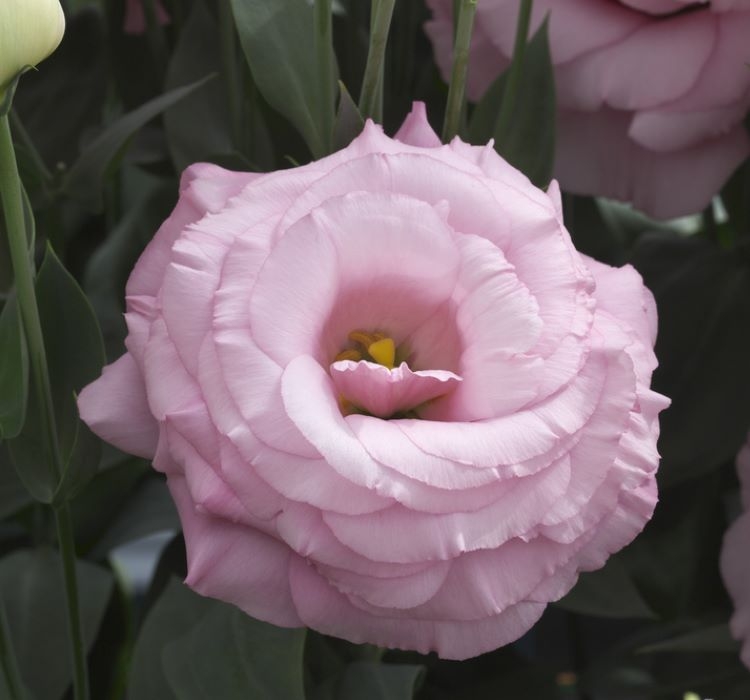 Lisianthus%20Tohumu%20(%20Lale%20Gül%20)%20İri%20Çiçek%20Serisi%20-%20GÜL%20PEMBE (%205%20Tohum%20)