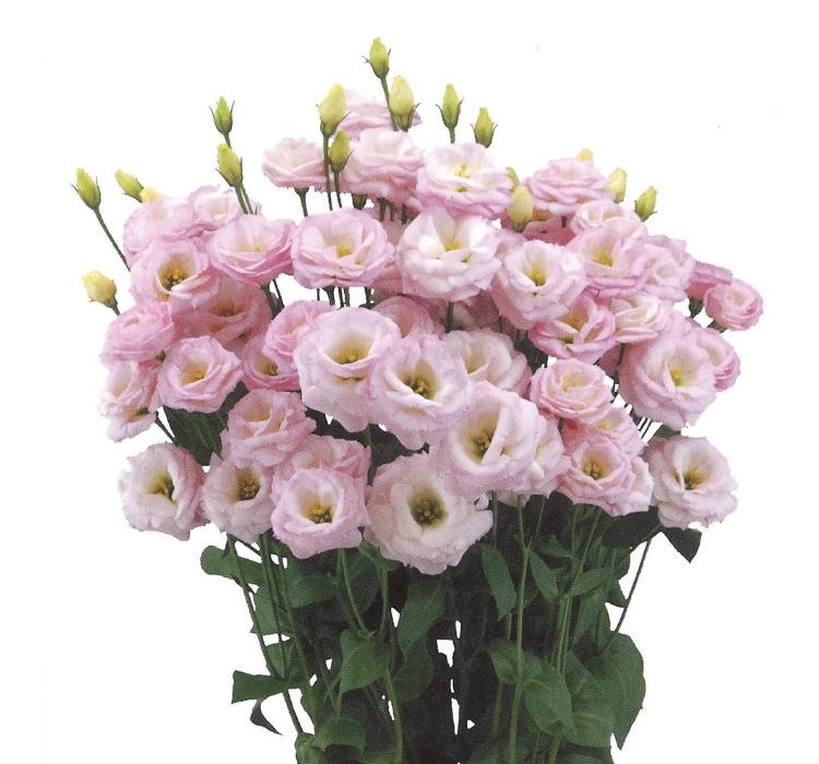 Lisianthus%20Tohumu%20(%20Lale%20Gül%20)%20İri%20Çiçek%20Serisi%20-%20GÜL%20PEMBE (%205%20Tohum%20)