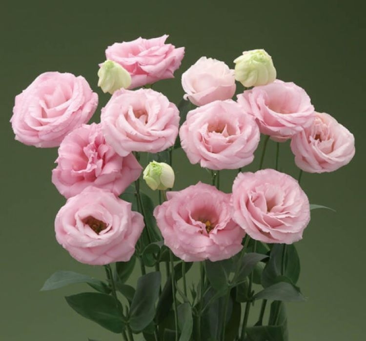 Lisianthus%20Tohumu%20(%20Lale%20Gül%20)%20İri%20Çiçek%20Serisi%20-%20GÜL%20PEMBE (%205%20Tohum%20)