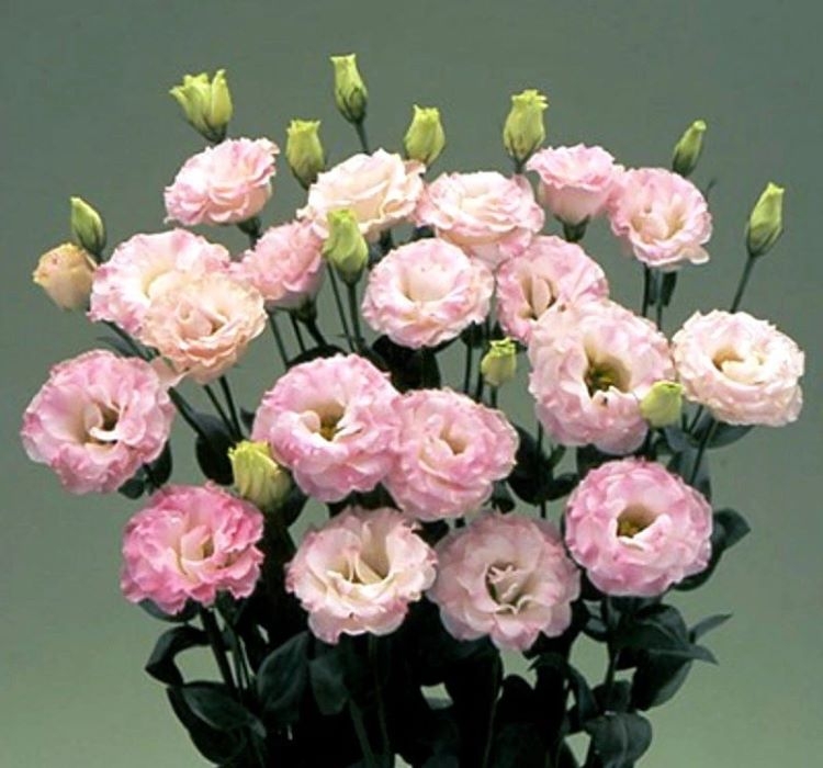 Lisianthus%20Tohumu%20(%20Lale%20Gül%20)%20İri%20Çiçek%20Serisi%20-%20GÜL%20PEMBE (%205%20Tohum%20)