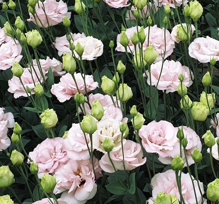 Lisianthus%20Tohumu%20(%20Lale%20Gül%20)%20İri%20Çiçek%20Serisi%20-%20GÜL%20PEMBE (%205%20Tohum%20)