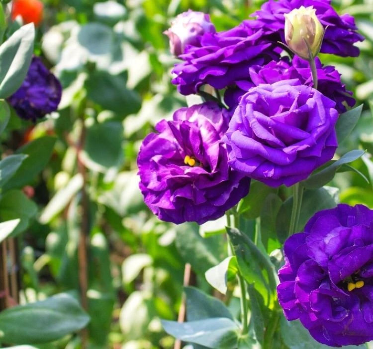 Lisianthus%20Tohumu%20(%20Lale%20Gül%20)%20İri%20Çiçek%20Serisi%20-%20MOR%20(%205%20Tohum%20)