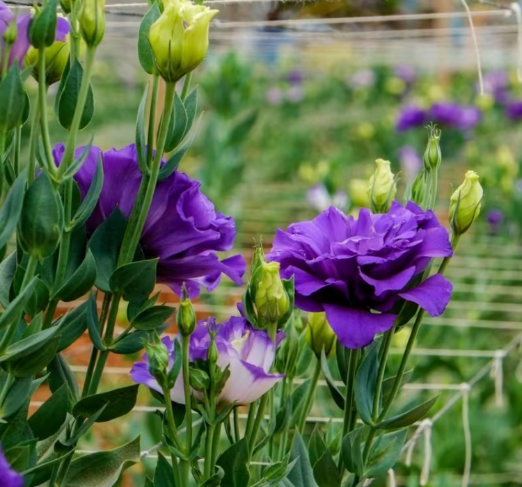 Lisianthus%20Tohumu%20(%20Lale%20Gül%20)%20İri%20Çiçek%20Serisi%20-%20MOR%20(%205%20Tohum%20)
