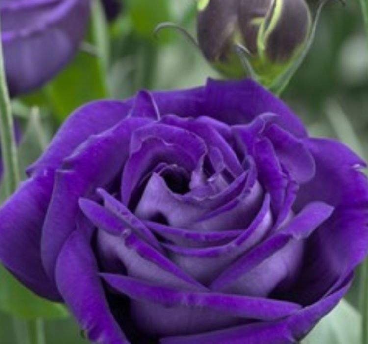 Lisianthus%20Tohumu%20(%20Lale%20Gül%20)%20İri%20Çiçek%20Serisi%20-%20MOR%20(%205%20Tohum%20)