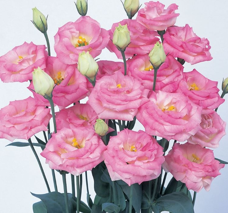 Lisianthus%20Tohumu%20(%20Lale%20Gül%20)%20İri%20Çiçek%20Serisi%20-%20PEMBE (%205%20Tohum%20)