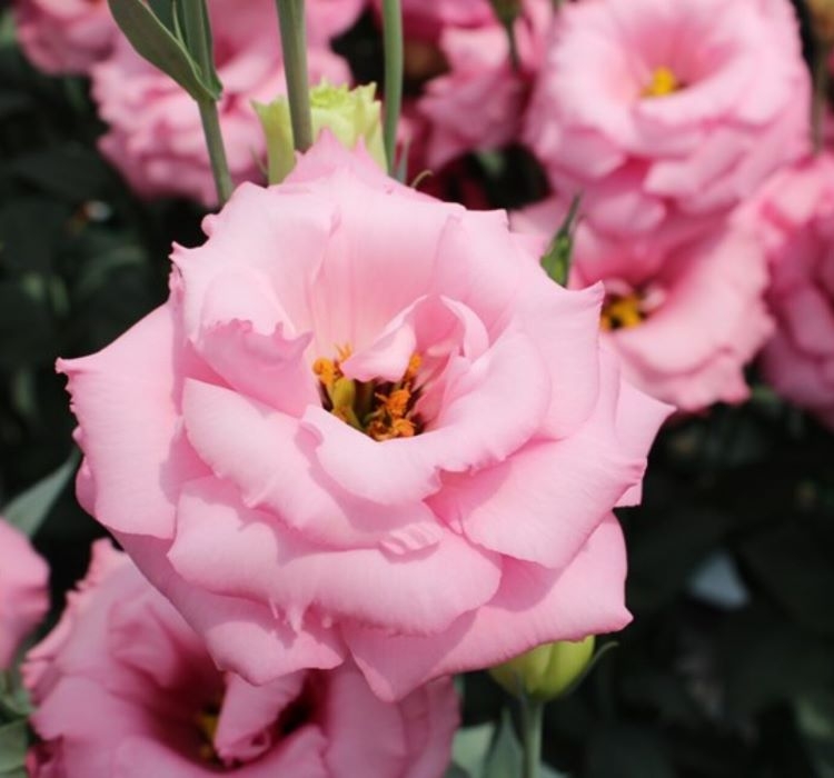 Lisianthus%20Tohumu%20(%20Lale%20Gül%20)%20İri%20Çiçek%20Serisi%20-%20PEMBE (%205%20Tohum%20)