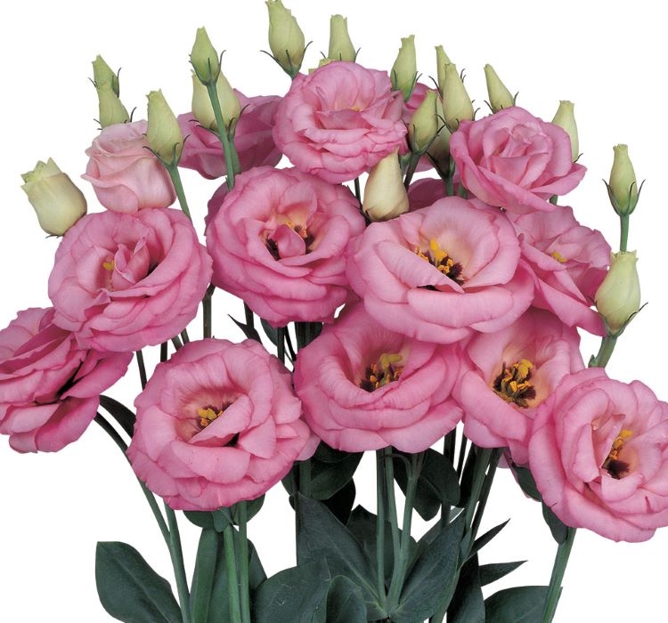 Lisianthus%20Tohumu%20(%20Lale%20Gül%20)%20İri%20Çiçek%20Serisi%20-%20PEMBE (%205%20Tohum%20)