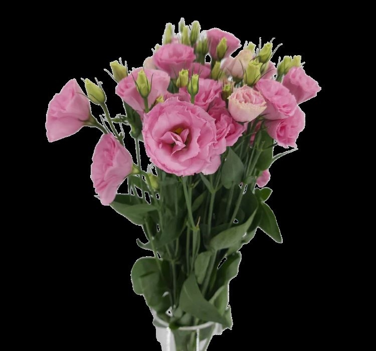 Lisianthus%20Tohumu%20(%20Lale%20Gül%20)%20İri%20Çiçek%20Serisi%20-%20PEMBE (%205%20Tohum%20)