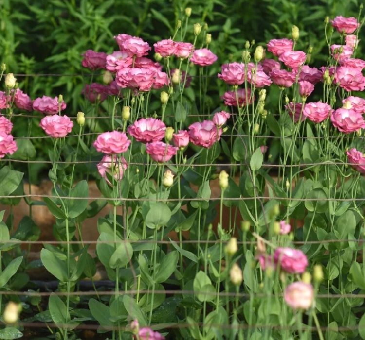 Lisianthus%20Tohumu%20(%20Lale%20Gül%20)%20İri%20Çiçek%20Serisi%20-%20PEMBE (%205%20Tohum%20)