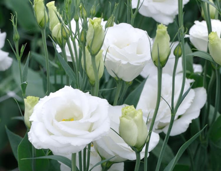 Beyaz%20Lisianthus%20(%20LaleGül%20)%20Tohumu%20(%2010%20Tohum%20)