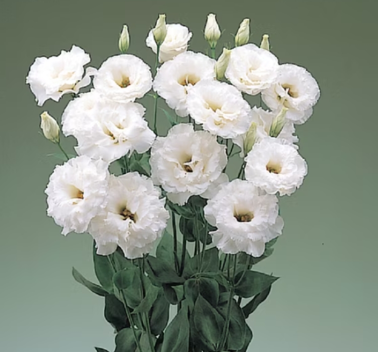 Lisianthus%20(%20Lale%20Gül%20)%20BÜYÜ Serisi%20-%20BEYAZ (%205%20Tohum%20)