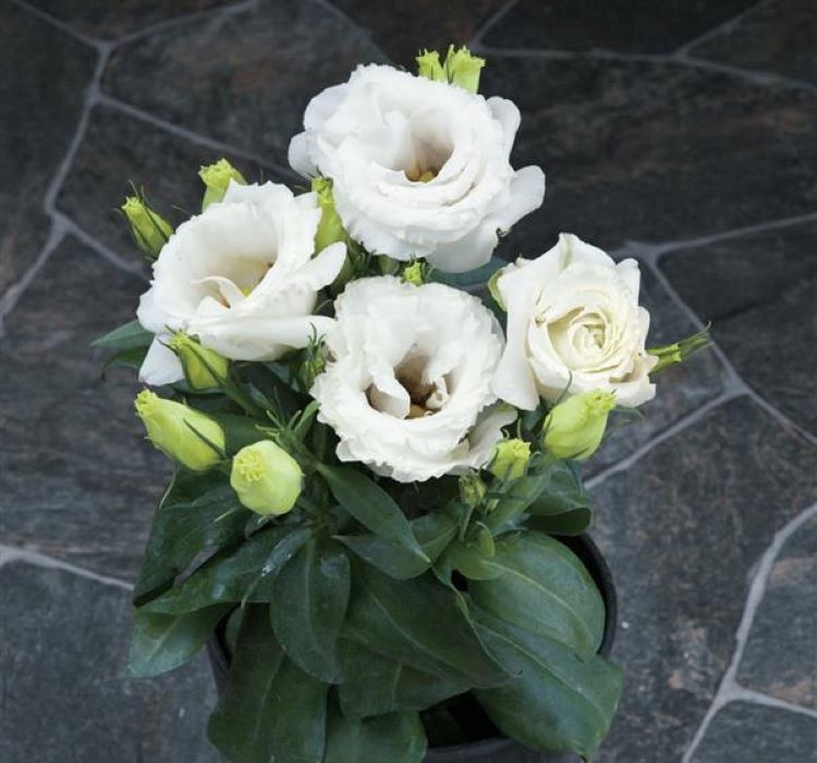 Lisianthus%20(%20Lale%20Gül%20)%20Julyet Serisi%20-%20BEYAZ (%205%20Tohum%20)