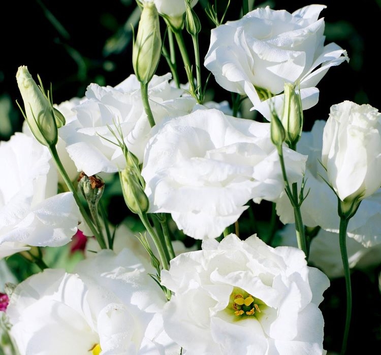 Lisianthus%20(%20Lale%20Gül%20)%20BÜYÜ Serisi%20-%20BEYAZ (%205%20Tohum%20)