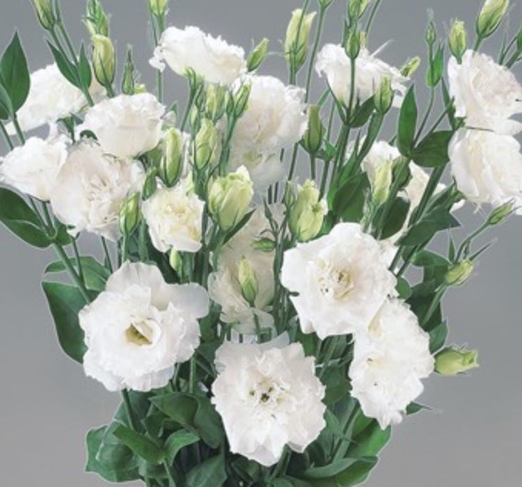 Lisianthus%20(%20Lale%20Gül%20)%20BÜYÜ Serisi%20-%20BEYAZ (%205%20Tohum%20)