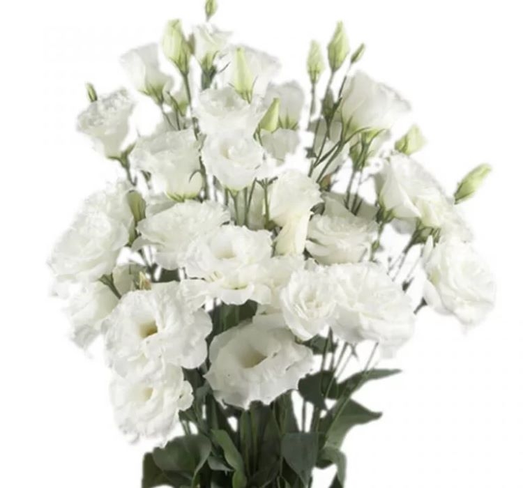 Lisianthus%20(%20Lale%20Gül%20)%20BÜYÜ Serisi%20-%20BEYAZ (%205%20Tohum%20)