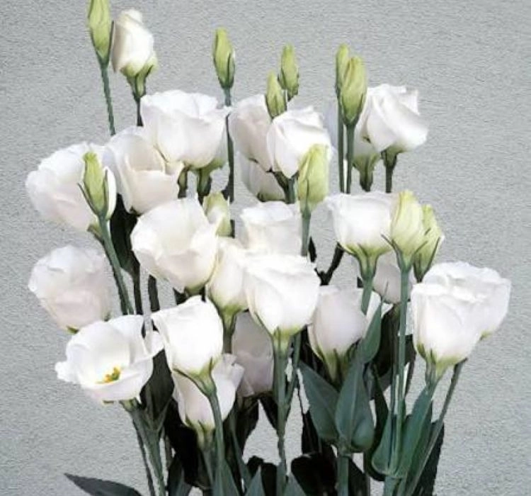 Lisianthus%20Katmerli%20Seri%20Beyaz%20Renk%20-%20Saksılık%205%20Tohum