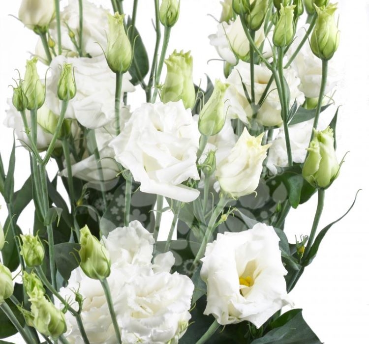 Lisianthus%20(%20Lale%20Gül%20)%20BÜYÜ Serisi%20-%20BEYAZ (%205%20Tohum%20)